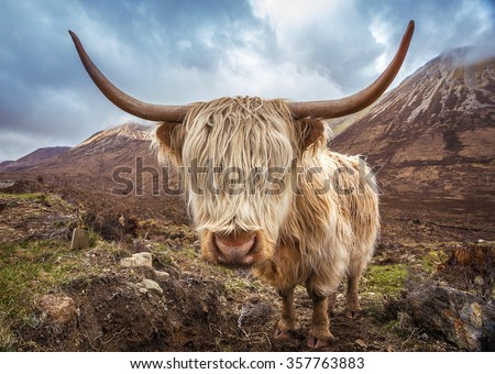 Close up portrait of a Highland Cattle at the Glamaig mountains on Isle of Skye, Scotland, UK