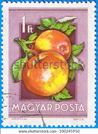 HUNGARY - CIRCA 1954: A stamp printed in Hungary shows Apples, series is devoted to fruits, circa 1954