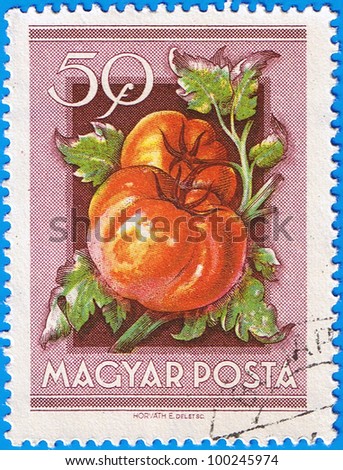 HUNGARY - CIRCA 1954: A stamp printed in Hungary shows Tomatoes, series is devoted to fruits, circa 1954