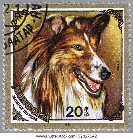MONGOLIA - CIRCA 1984: A stamp printed in Mongolia shows Collie, series devoted to the dogs, circa 1984