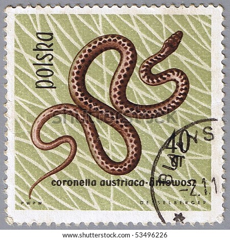 POLAND - CIRCA 1963: A stamp printed in Poland shows smooth snake, series devoted to reptiles and amphibians, circa 1963