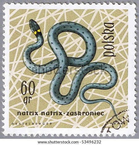 POLAND - CIRCA 1963: A stamp printed in Poland shows grass snake, series devoted to reptiles and amphibians, circa 1963