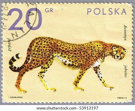 POLAND - CIRCA 1972: A stamp printed in Poland shows cheetah, series is devoted to animal zoo, circa 1972