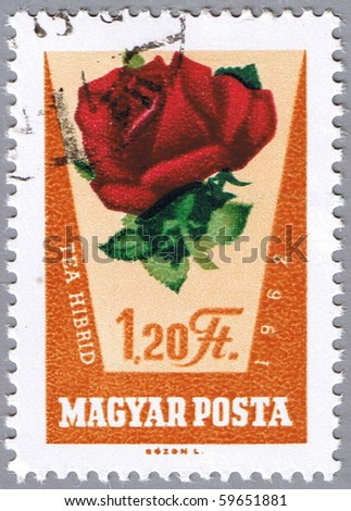 HUNGARY - CIRCA 1962: A stamp printed in Hungary shows rose, series, circa 1962