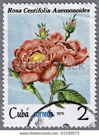 CUBA - CIRCA 1979: A stamp printed in Cuba shows pink rose, series, circa 1979