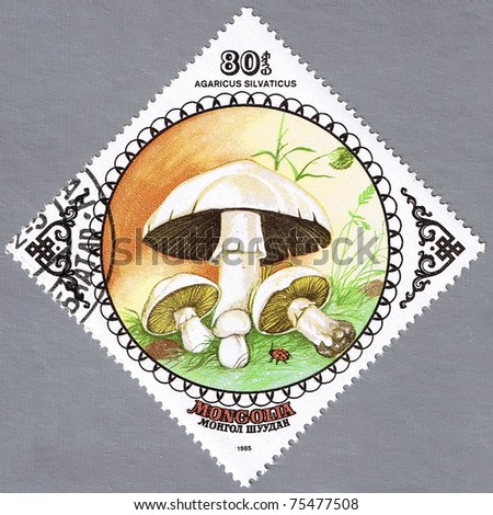 MONGOLIA - CIRCA 1985: A stamp printed in Mongolia shows Agaricus silvaticus, series, circa 1985