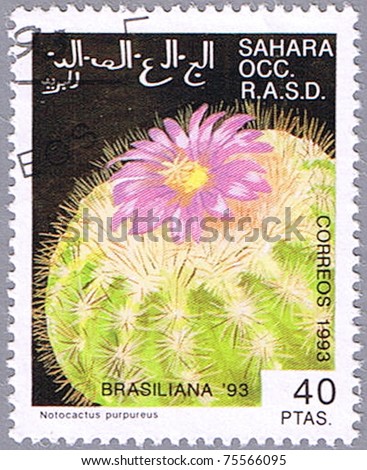 WESTERN SAHARA - CIRCA 1993: A stamp printed in Western Sahara shows Notocactus purpureus, series devoted to cacti, circa 1993