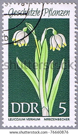 GERMAN DEMOCRATIC REPUBLIC - CIRCA 1969: A stamp printed in German Democratic Republic shows spring snowflake, series is devoted to protected plants, circa 1969