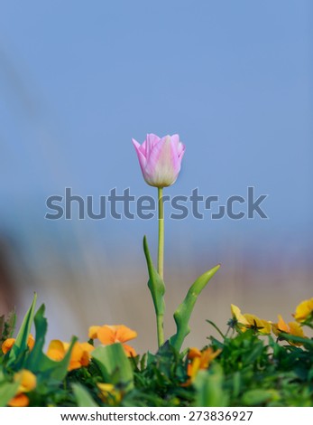 Tulip. Beautiful bouquet of tulips. colorful tulips. tulips in spring,colorful tulip, with soft focus.