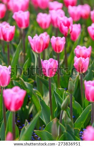 Tulip. Beautiful bouquet of tulips. colorful tulips. tulips in spring,colorful tulip, with soft focus.