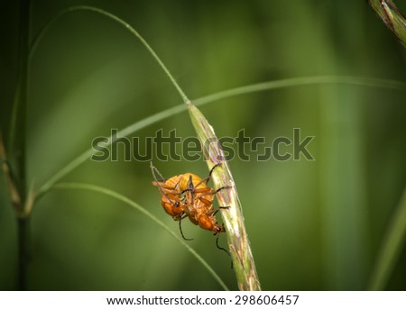 two black-tipped orange beetle mating on a straw, against a blurred green vegetation background