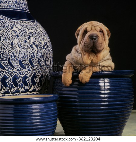 Sharpei dog standing in a blue Chinese jar with some more jars in the background
