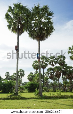 ANGIANG, VIETNAM - JULY 07, 2013: A man is climbing on palmy tree to collect liquid of it flower in order to make traditional sugar.