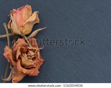 dry flowers background