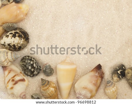 shells on the sand, summer border