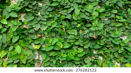 Green Creeper Plant on cement wall