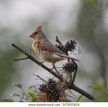 An alert female cardinal bird perched on a pine tree branch with cones around her.