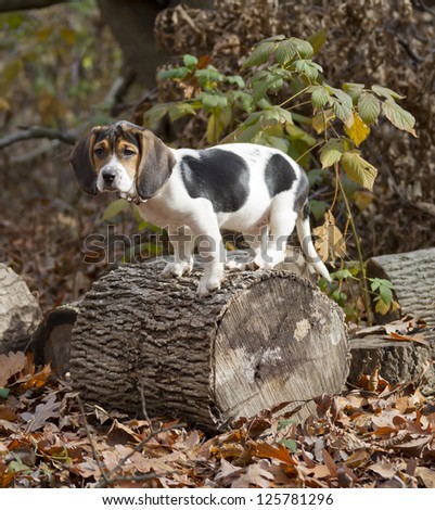 Annie the Beagle Basset Puppy standing on a log surround by leaves with sad eyes and floppy ears.