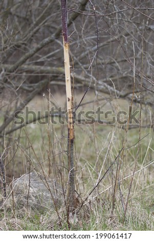 A Whitetail Deer Buck rub on a young sappling caused by rubbing of the horns or antlers.