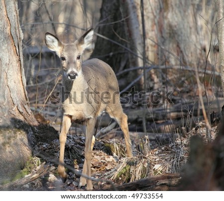 Up close photo shot of a whitetail deer doe in the woods at the end of winter.