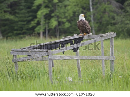 A bald eagle perched on an old duck blink on the shores of the Wisconsin River in the wild rice. The eagle\'s leg is banded.