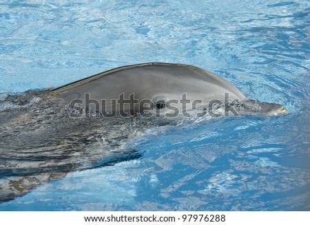 A close up shot of a dolphin swimming in beautiful blue water with his eye and head out of the water.