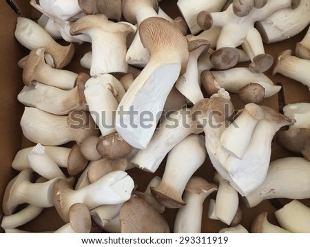 Fresh Specialty Mushrooms at the Farmer\'s Market