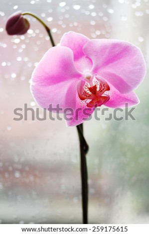 painting like picture of orchid against widow on a rainy day