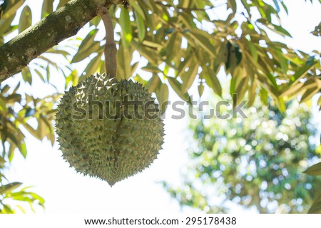 King of fruit, Fresh Durian the very strong smelling fruit on tree in the tropical farm, Thailand