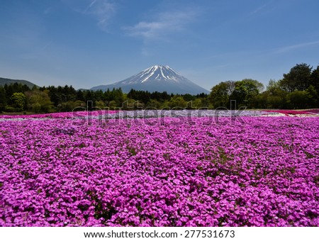 Near Mt.Fuji, full blooms of autumn rose ( shiba sakura) /  Mt.Fuji and full bloom pink flowers /  very famous flower garden near Mt.Fuji, Full blooms of shiba sakura