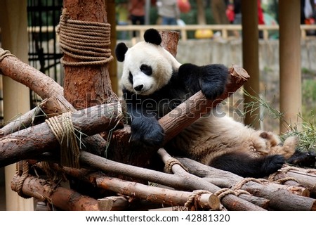 The panda in Chinese zoo