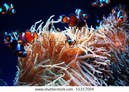 creatures under sea. The creatures undersea