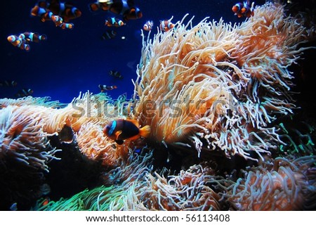 creatures under sea. house very cool sea creatures