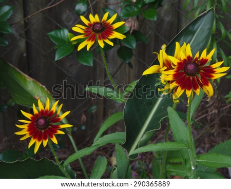 Bicolored \'Toto Rustic\' variety of Black-eyed Susan(Rudbeckia hira) are back in the garden.
