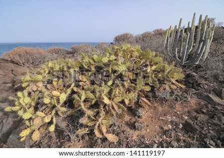 Succulent Cactus Plant  In the Desert, in Canary Islands, Spain