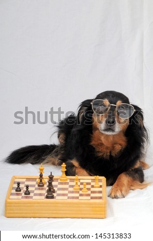One Smart Black Dog Playing Chess on a White  Background