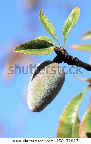 Green Unripe Prune on a Branch of a Tree