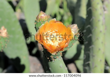 Orange Flower on top of a Green Cactus in the Desert