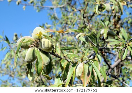 Green Unripe Prune on a Branch of Tree