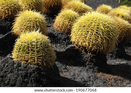 Round Succulent Plant Cactus Growing on an Asphalt Ground