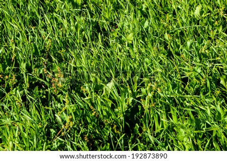 Texture Grass Background Pattern on an Isolated Field