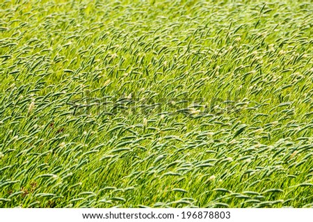 Texture Grass Background Pattern on an Isolated Field