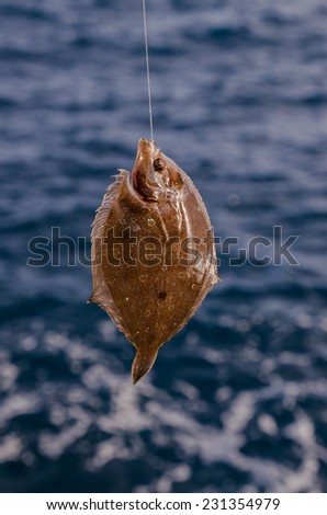 Whole Single Fresh Sole Fish Near The Ocean