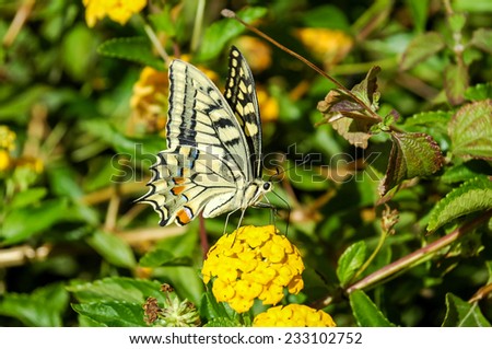 Monarch Butterfly Danaus plexippus on Yellow Garden Flowers During Autumn Migration