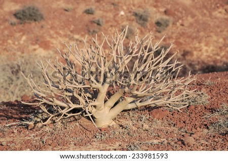 Succulent Cactus Plant In the Desert, in Canary Islands, Spain