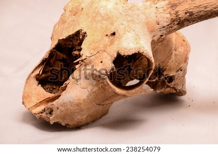 Dry Goat Skull with Big Horns on White Background