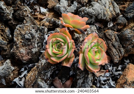 Beautiful Light Orange Succulent Flower of Cactus
