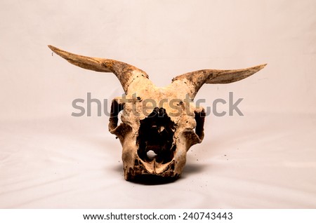 Dry Goat Skull with Big Horns on White Background