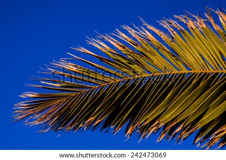 Texture of Green Palm Leaf Pattern Backround