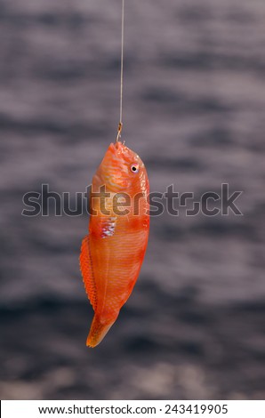 One Sea Fish Hooked over the Blue Atlantic Ocean